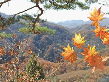 费县南张庄乡全新规划揭晓，繁荣宜居乡村的蓝图展望