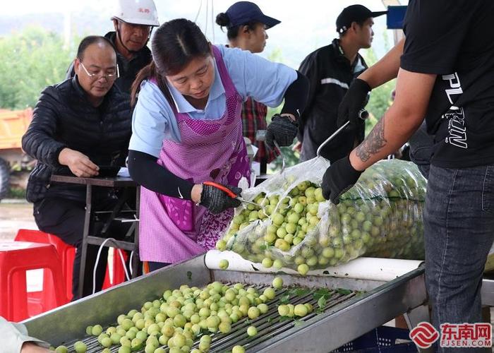 广东青梅收购最新动态及市场趋势与产业分析